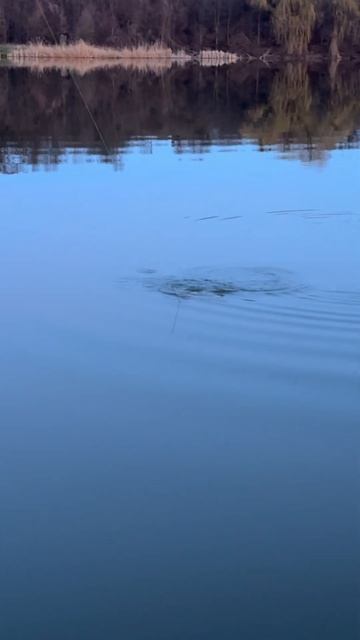 a normal carp steam locomotive?/Нормальний короповий паравоз? #fishing #c смотреть онлайн