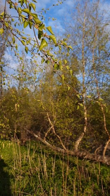 берёза 🌳 смотреть онлайн