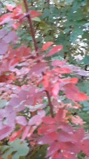 Шиповник...осень...красные листья... смотреть онлайн