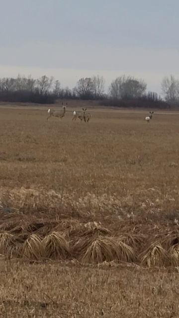 РОГАЧ И 3 КОЗЫ!!! #shorts #youtube #youtubeshorts #shortvideo #fishing #nature#new #ры? смотреть онлайн