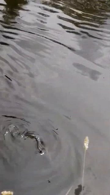 я поймала свой первый трофей весом 1 кг.🤗💪#shortsvideo #рек смотреть онлайн