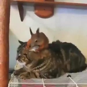 #шуткиприкалы #мемы2025 #смешныекадры #юмор #catsoftiktok #смешненько #cuddlycat #catrelax #catmo...