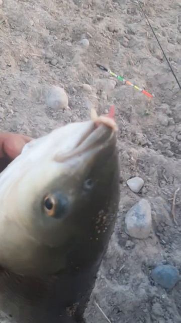 Амур на поплавок! смотреть онлайн