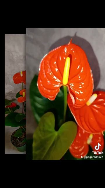 Крупноцветковый Антуриум Андрэ Оранж Мадурал, цена 450 смотреть онлайн