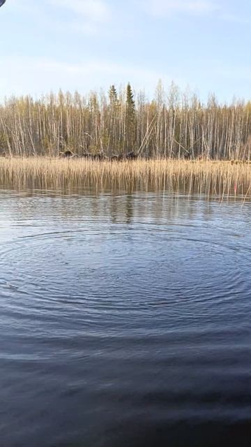 ловим форель на поплавочную удочку ,часть 2 смотреть онлайн