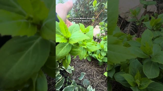 Гортензия Френч Болеро! смотреть онлайн