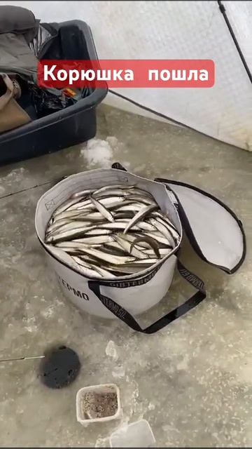 Рыбалка на Сахалине #сахалин #корюшка смотреть онлайн