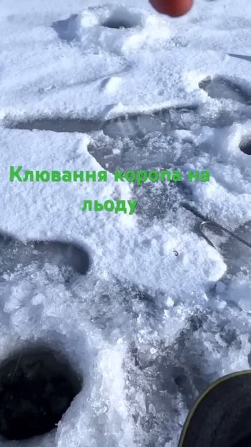 #михалыч #клубрыбаков #fishing РИБАЛКА НА КОРОПА смотреть онлайн