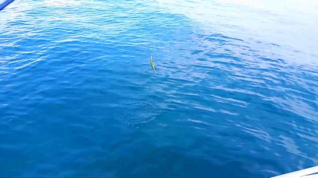 Пеламида, красавица Черного моря смотреть онлайн