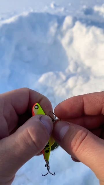 Окунь.perch🦈 #fishing #рыбалка #akara #camping #like смотреть онлайн