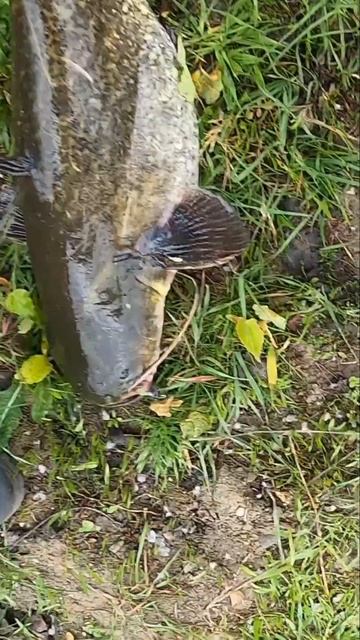 СОМ на СЛАГ #fishing #рыбалка #angeln #pêche #釣魚 смотреть онлайн