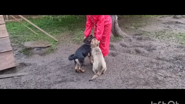 щенки немецкой овчарки