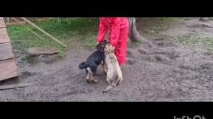 щенки немецкой овчарки