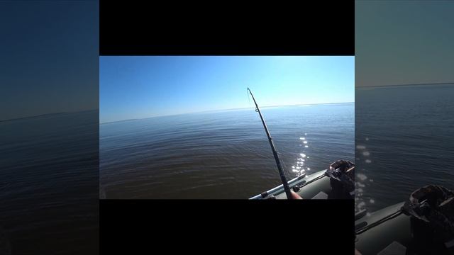 Поклевка судака крупным планом #shorts смотреть онлайн