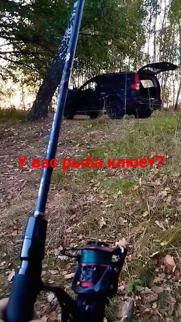 Осень #рыба #рыбалка #тренды #status #природа #осень #клёв #? смотреть онлайн