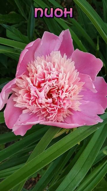 #пион #помидоры #природа #tomato #личи #растения #shortstomato #ле смотреть онлайн