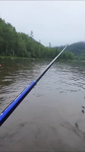 Первый и такой КРУПНЫЙ… #рыбалка #тайга #хариус смотреть онлайн