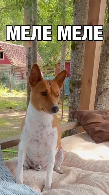 Адыгейский сыр на гриле - пальчики оближешь #шортс #юмо смотреть онлайн