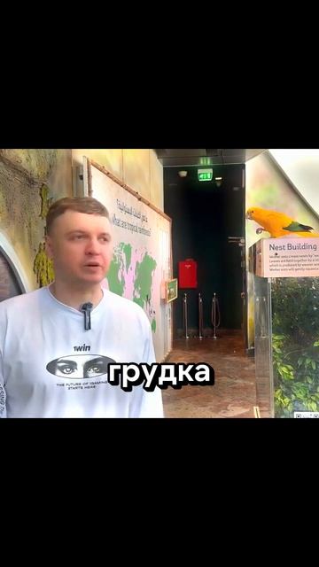 папич ест голубей #папич #папичмемы #arthas смотреть онлайн