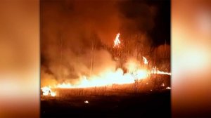 Пожар на территории Муравьевского заповедника уничтожил гнезда краснокнижных птиц