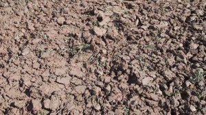 заделка семян сидератов почвофрезой