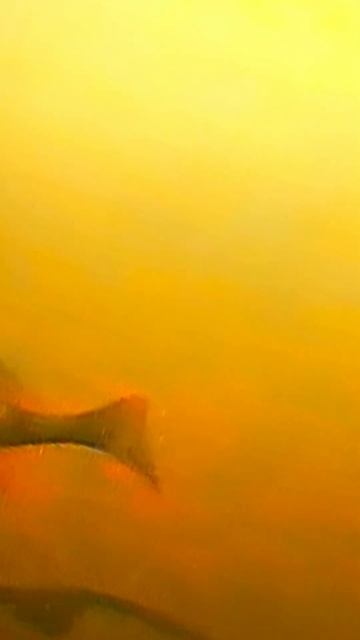 АТАКА БАЛАНСИРА ОКУНЕМ ПОД ВОДОЙ!!! смотреть онлайн