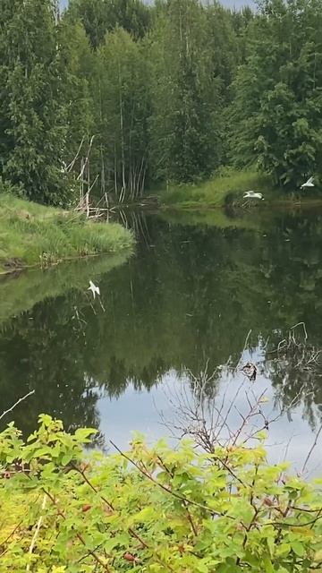 Чайки над прудом смотреть онлайн