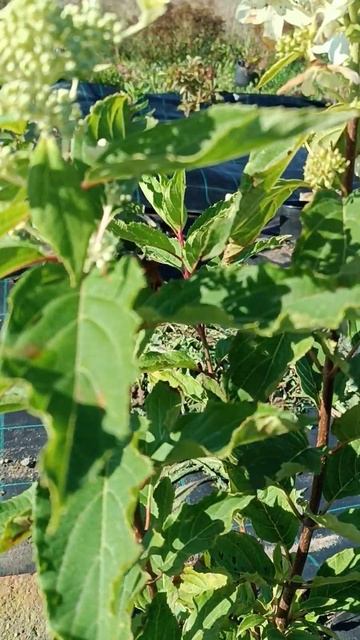 Гортензия/ Hydrangea pan. Starlight. смотреть онлайн