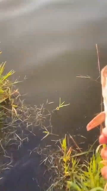 #hiking #природа #рыбалка #удочка #отдых #поплавок #раслабл смотреть онлайн