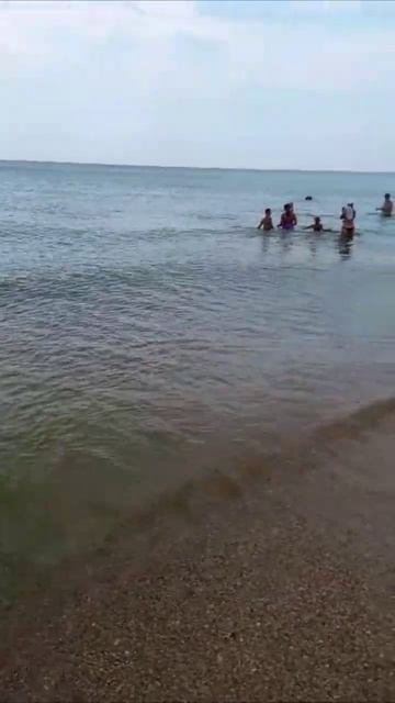 #Благовещенская.😍 Дельфины наводят суету на пляже. смотреть онлайн