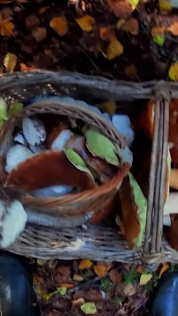 Грибная рыбалка.Ещё один белый-хороший. #селигер#грибы смотреть онлайн