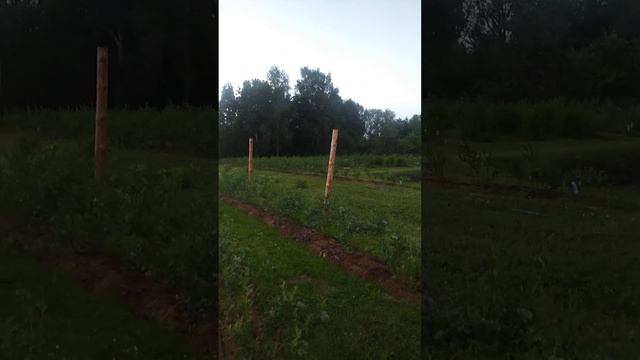 Созревание голубики. Работы над сохранением урожая.