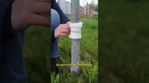 Муравьи на деревьях? Забудьте! Простая ловушка избавит от муравьев и они не разнесут тлю по саду!