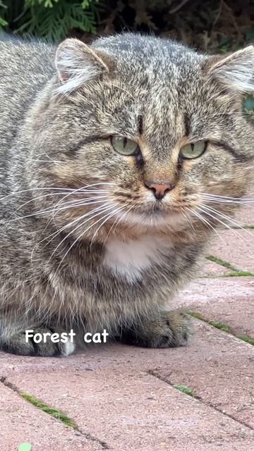 Какая порода у Барсика? Лесной дикий кот! ✨ #барсик ✨ #? смотреть онлайн