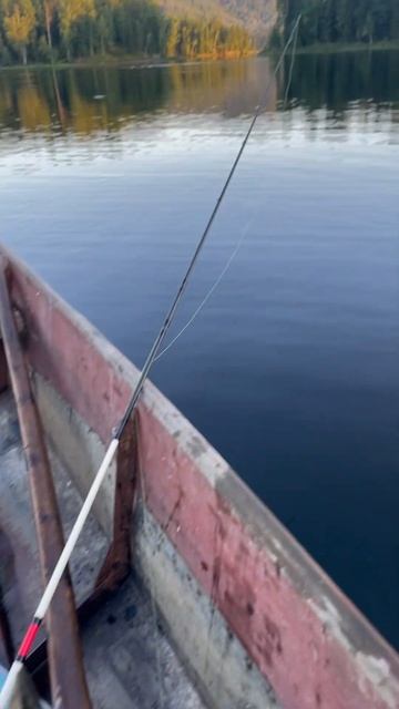 Поймал щуку в тайге на крупный воблер. #щука #воблер #тв смотреть онлайн