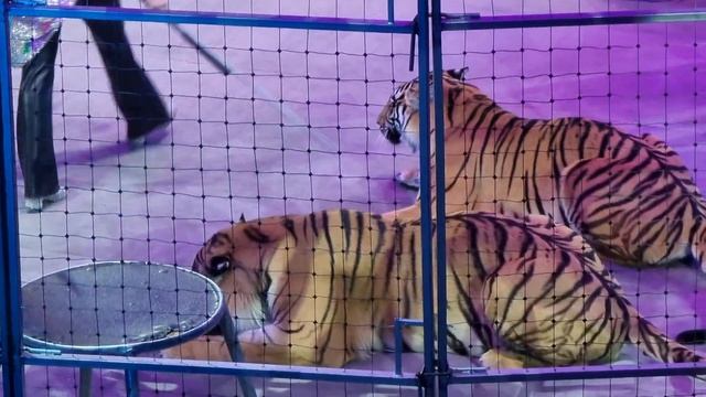 Тигры в цирке смотреть онлайн