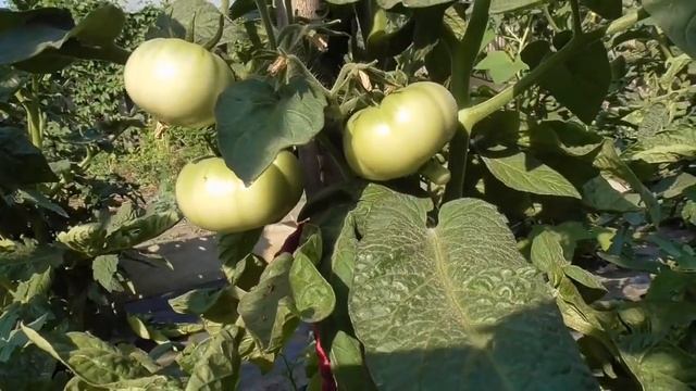 Томатный Гном Золотой Цыган (Dwarf Golden Gyrsy) №869. Обзор рассады, кустов и спелых плодов.