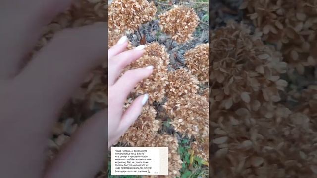 Надо замораживать метельчатую гортензию?или А как о?