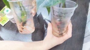 🌱Антуриум. Отчёт об укоренении отростков в воде с  фи?