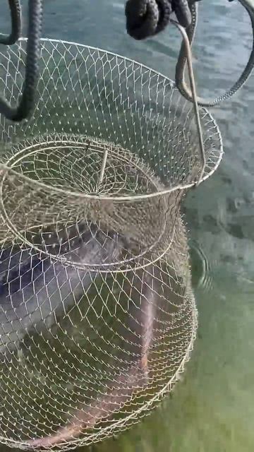 Рыболовный клуб Язь. Сегодня форель активная 👍 #fishing смотреть онлайн