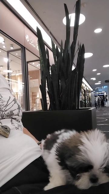 Я,Рада#щенок#щенок шит-цу #видио#,обзор#собачки#Есентац смотреть онлайн