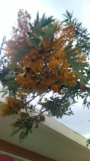 это точно не мимоза... смотреть онлайн