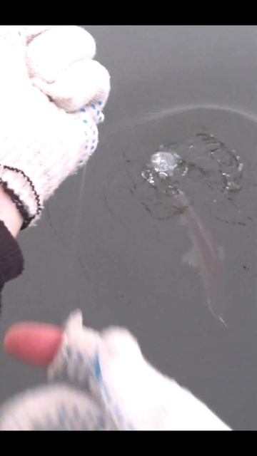 Подъём судака в эхолоте - практик, и его поимка! Рыбалк? смотреть онлайн