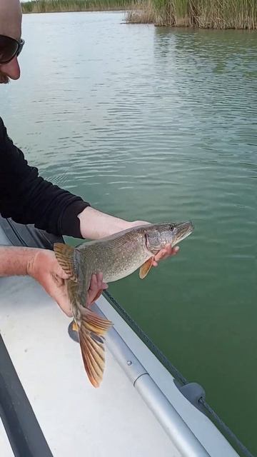 Поймал - отпусти! Рыбалка на реке Маныч. #shorts #catchandrelease #f
