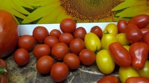 Лучшие засолочные томаты. Томат Знаменитая голландская девушка. Обзор сорта и дегустация. №944.