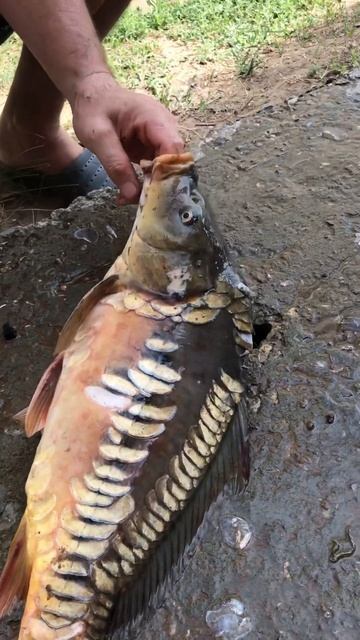 #карп#рыбалка#энгельс смотреть онлайн