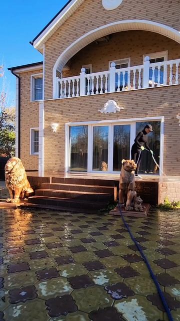 Осенью туям и гортензиям нужен влагоёмкий полив.  Чтоб смотреть онлайн