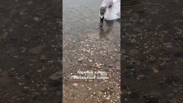 🦢 Лебеди #лебедь #горячийключ #краснодарскийкрай #рос смотреть онлайн