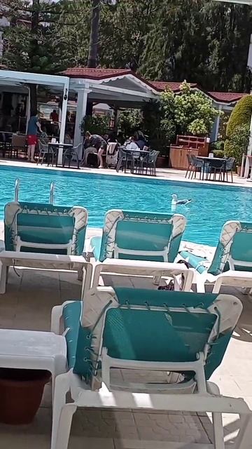 Чайка в бассейне смотреть онлайн