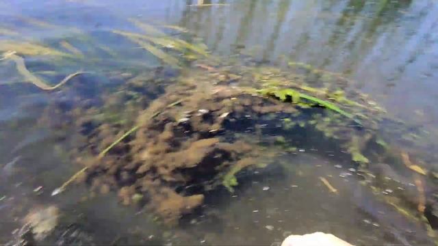 СУПЕР РЫБАЛКА НА ВЕРШИ!!! Вот это улов!!! Оставил верши н смотреть онлайн